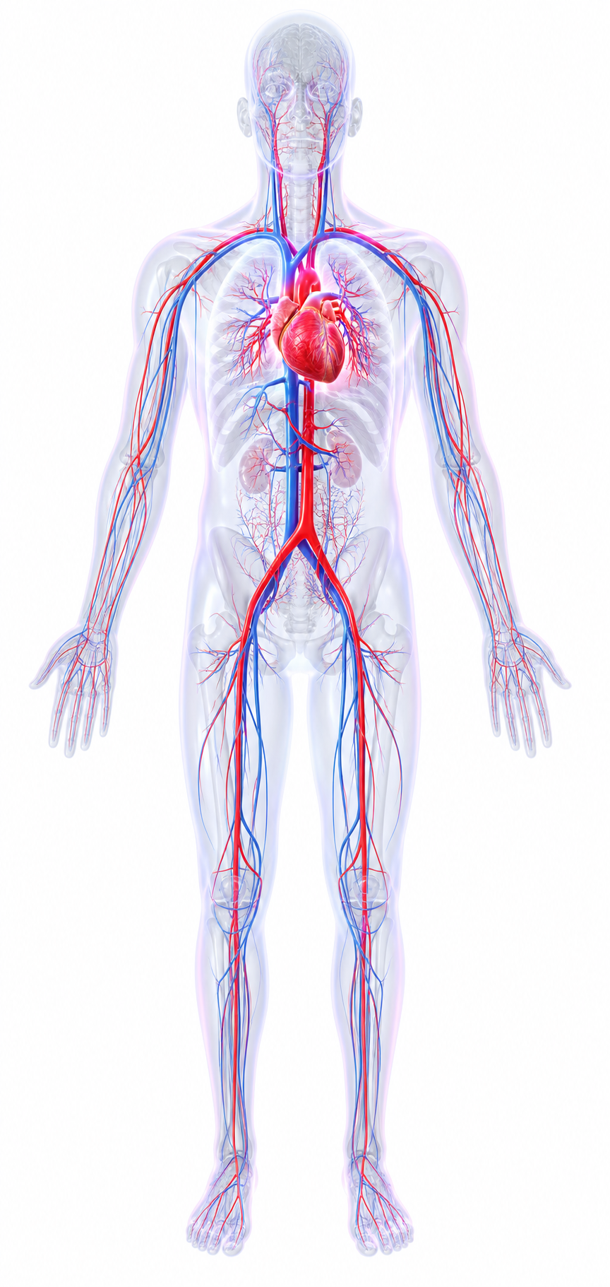 Cardiovascular system